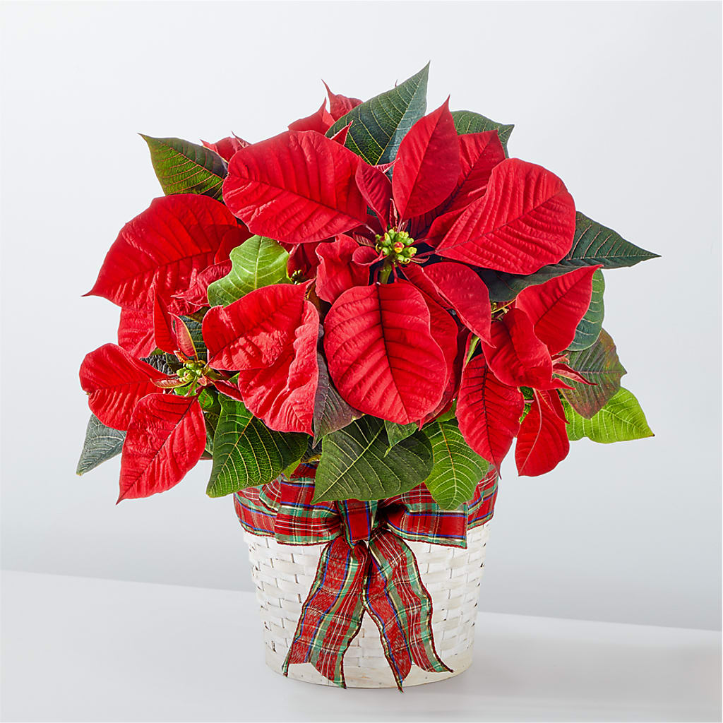 Happiest Holidays Poinsettia – Lulus Petals, Farmington NM