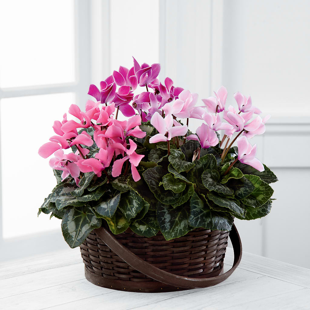 Mixed Cyclamen Planter – Lulus Petals, Farmington NM