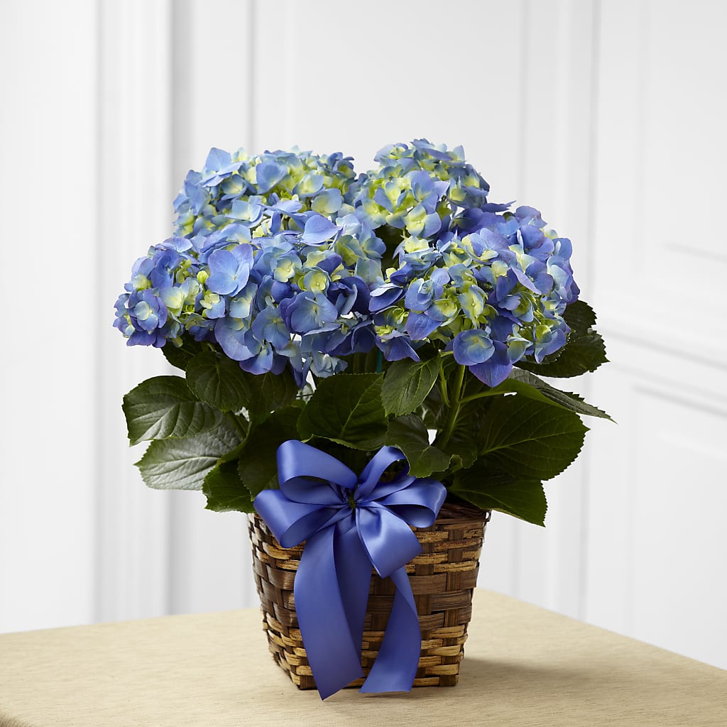 Blue Hydrangea Planter – Lulus Petals, Farmington NM