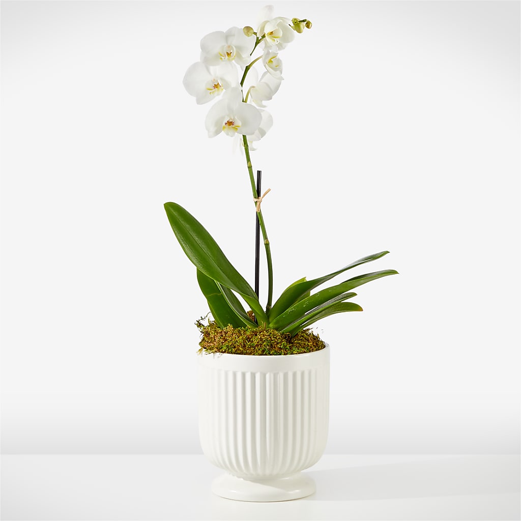 Whispering White Orchid – Lulus Petals, Farmington NM