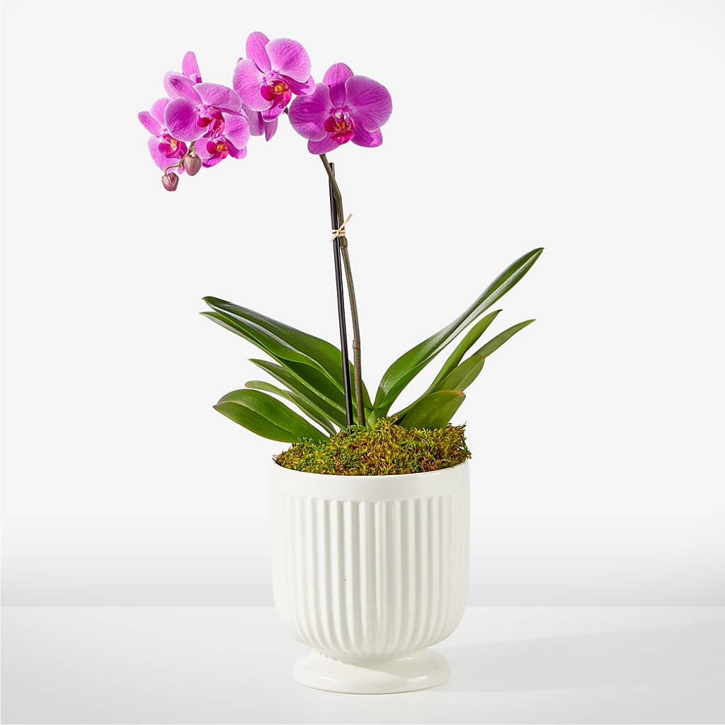 Friendly Fuchsia Orchid – Lulus Petals, Farmington NM