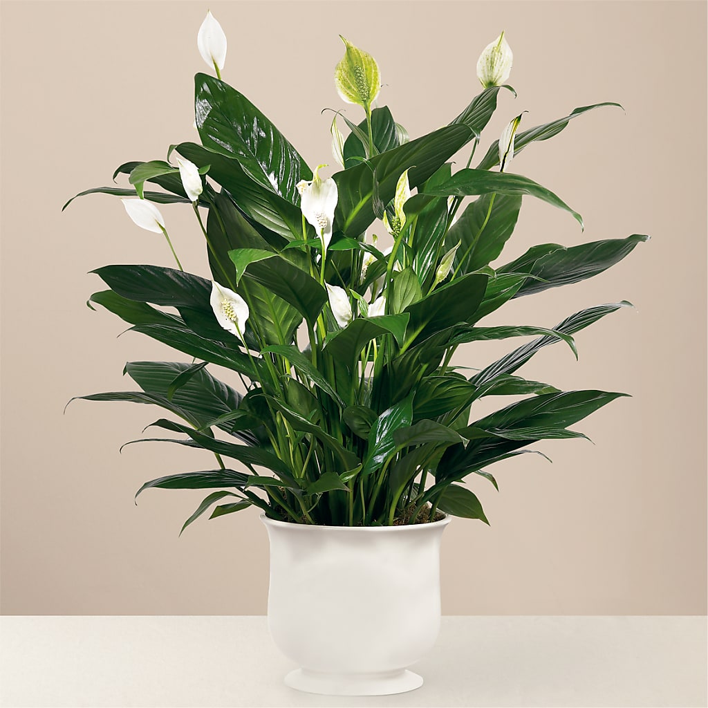 Comfort Planter – Lulus Petals, Farmington NM