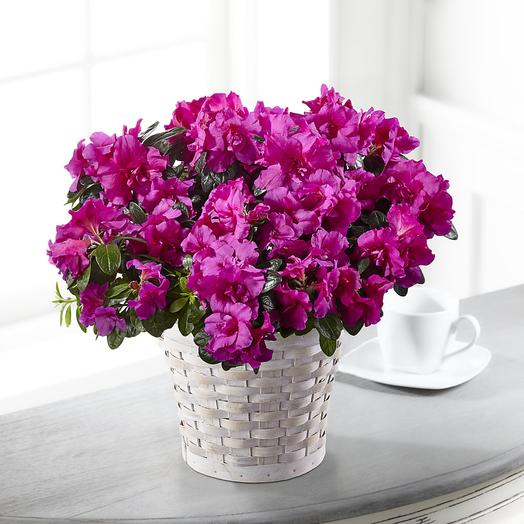 Hope & Serenity Azalea Plant – Lulus Petals, Farmington NM
