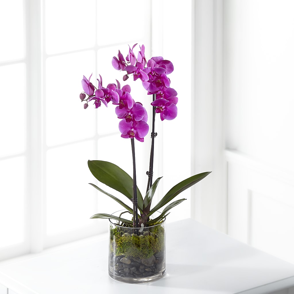 Pink Orchid Plant – Lulus Petals, Farmington NM