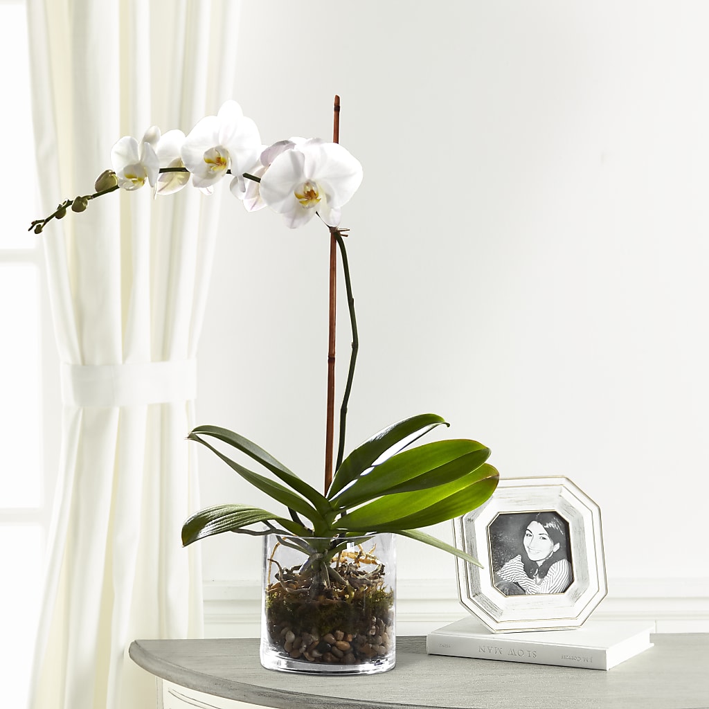 White Orchid Planter – Lulus Petals, Farmington NM