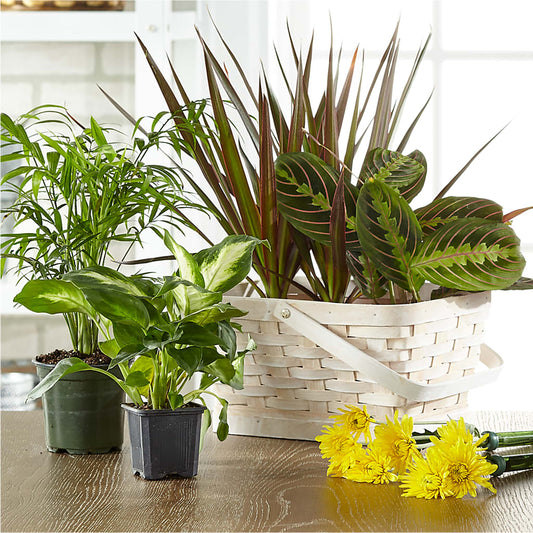 Florist Designed Blooming and Green Plants in a Basket –  Lulus Petals, Farmington NM