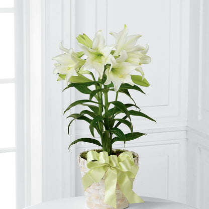 Easter Lily Plant –  Lulus Petals, Farmington NM