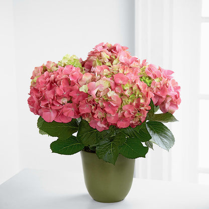 Pink Hydrangea Planter –  Lulus Petals, Farmington NM