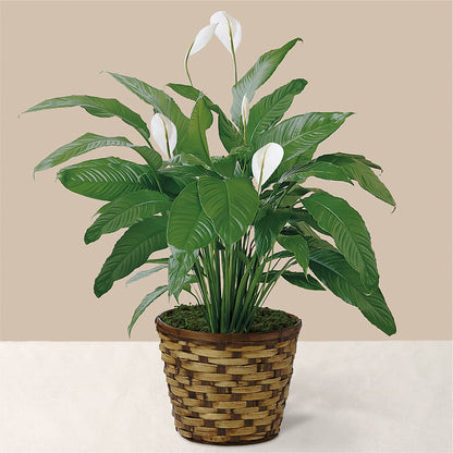 Tranquil Moments Peace Lily Plant –  Lulus Petals, Farmington NM