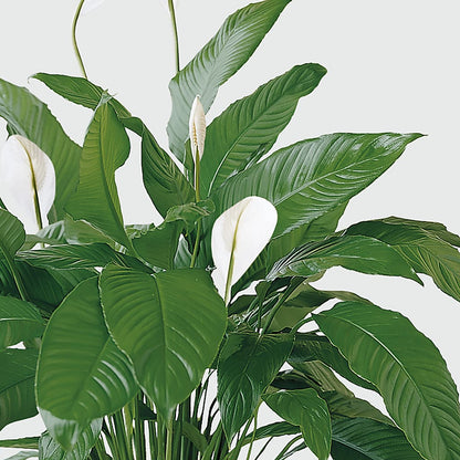 Tranquil Moments Peace Lily Plant –  Lulus Petals, Farmington NM