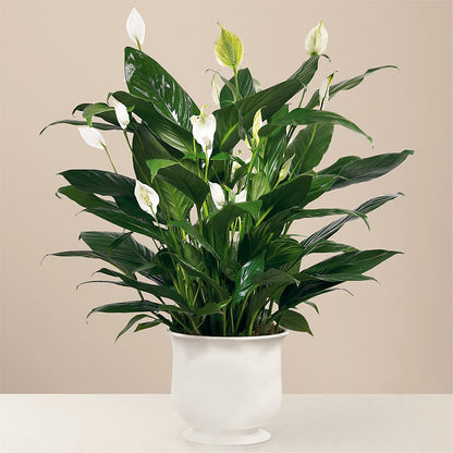 Comfort Planter –  Lulus Petals, Farmington NM