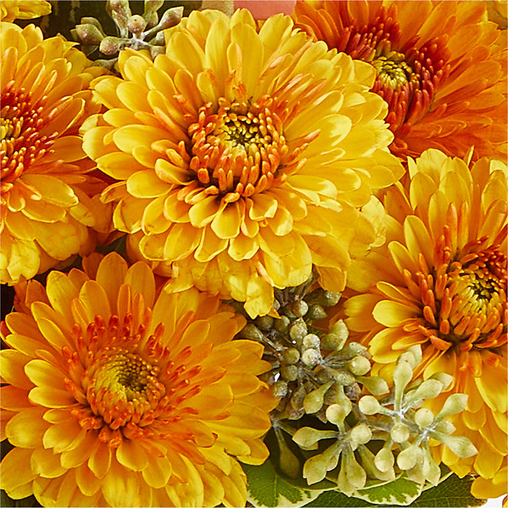 Peachy Pumpkin –  Lulus Petals, Farmington NM