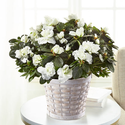 White Azalea Plant –  Lulus Petals, Farmington NM