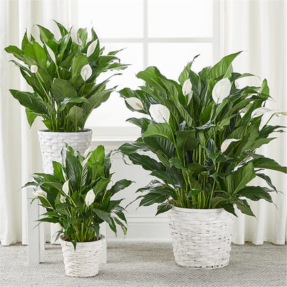A New Leaf Peace Lily –  Lulus Petals, Farmington NM