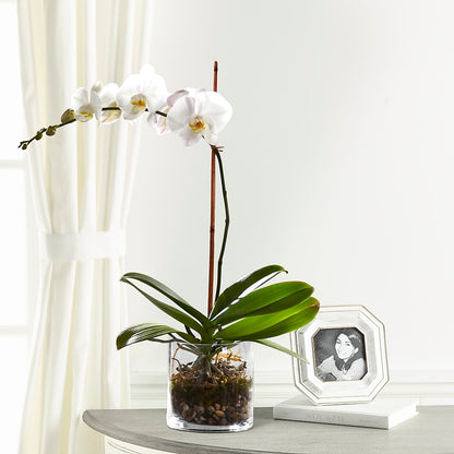 White Orchid Planter –  Lulus Petals, Farmington NM