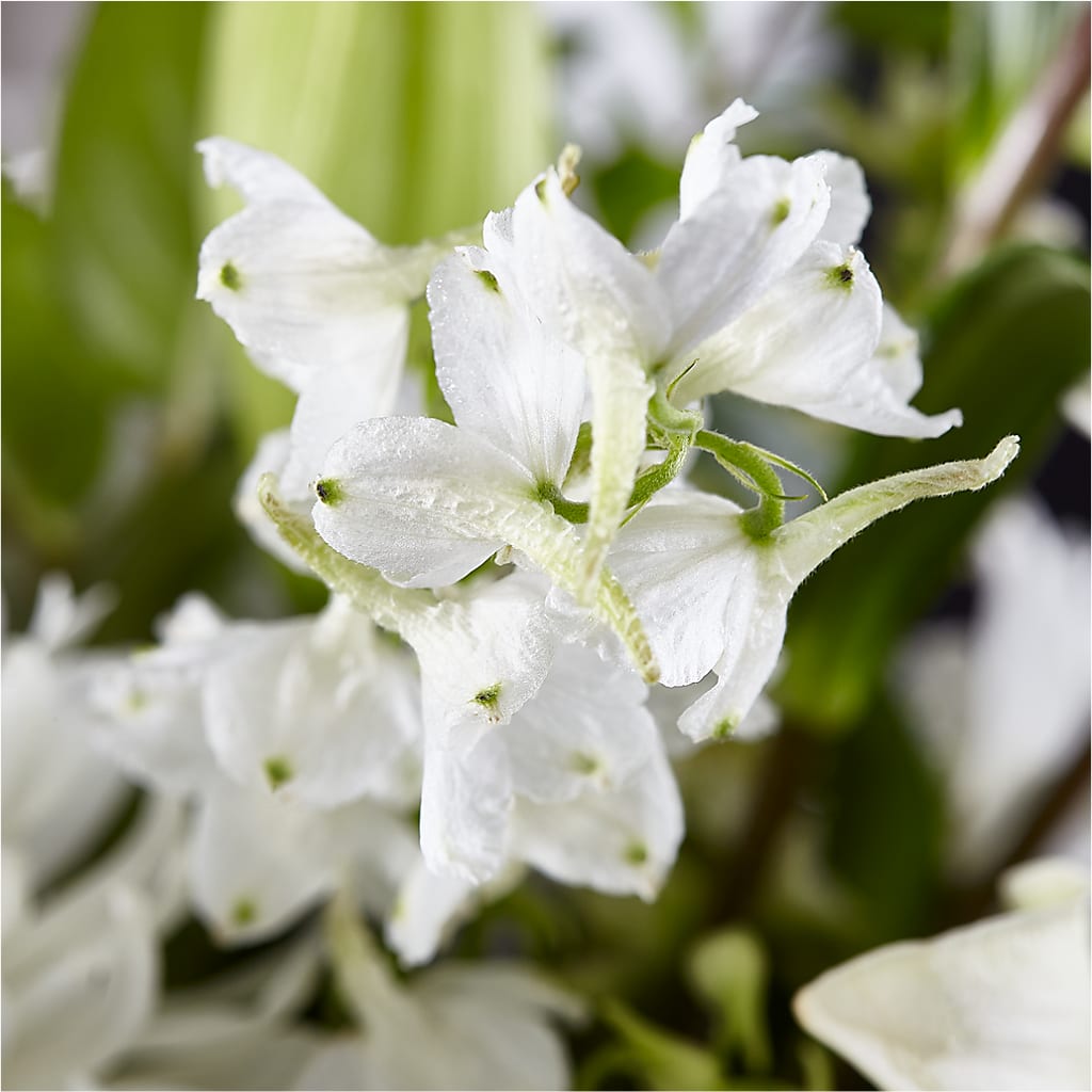 Classic Ivory – A Florist Original –  Lulus Petals, Farmington NM